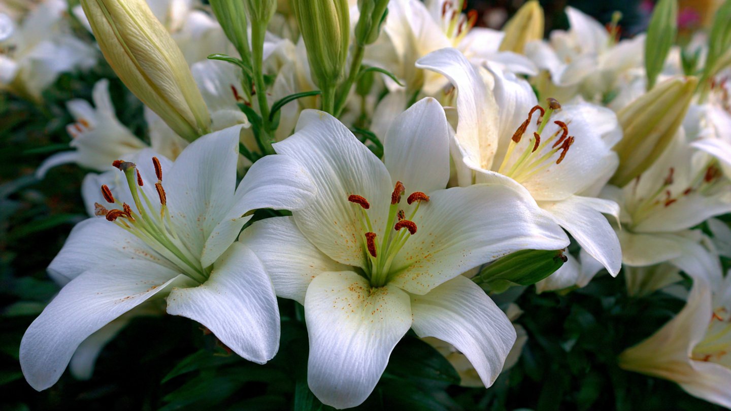 How Can You Grow Lilies That Emit the Scent of Pure Vanilla?