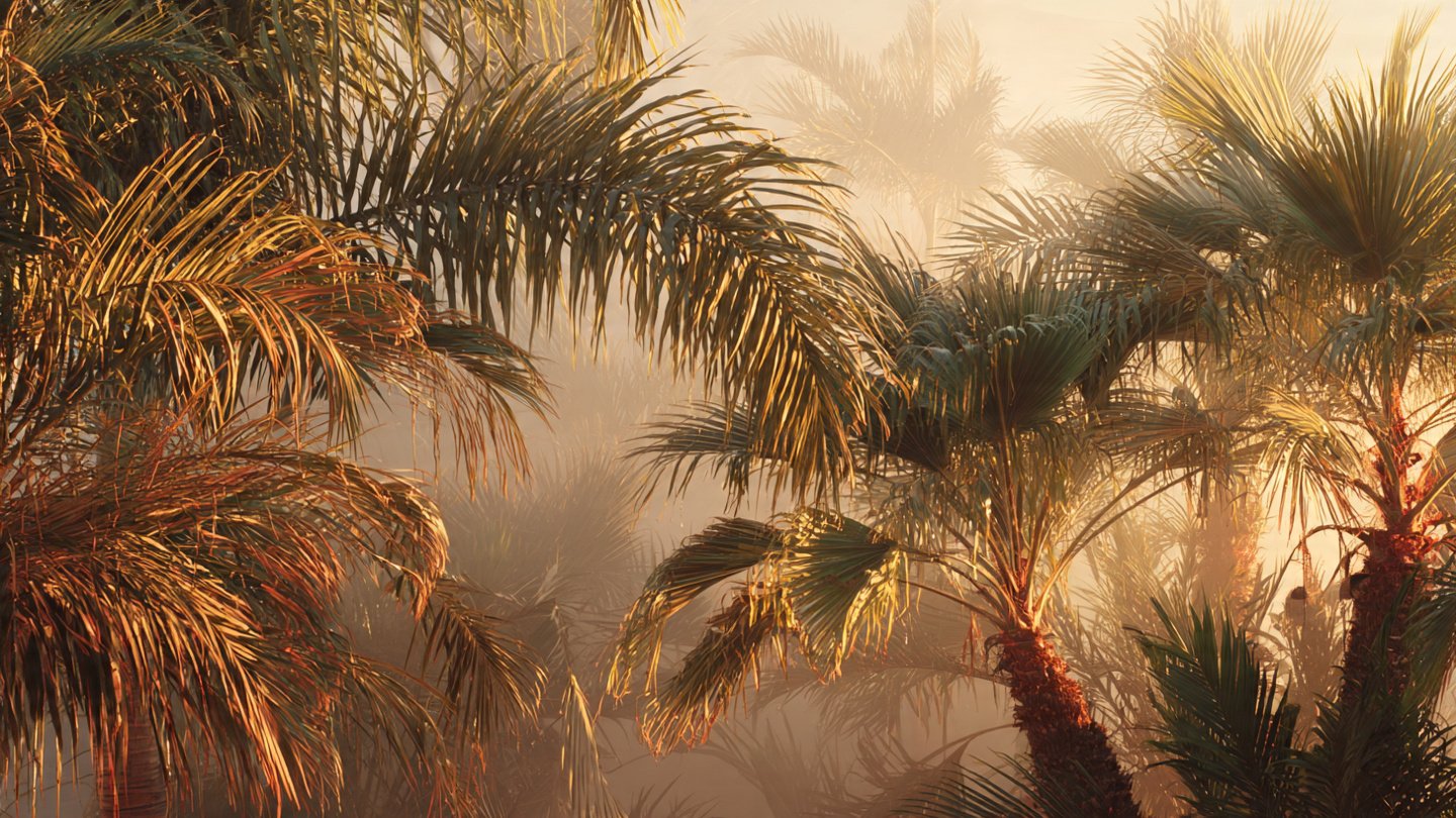 What Causes Your Majesty Palm to Turn Brown Even with Regular Misting?