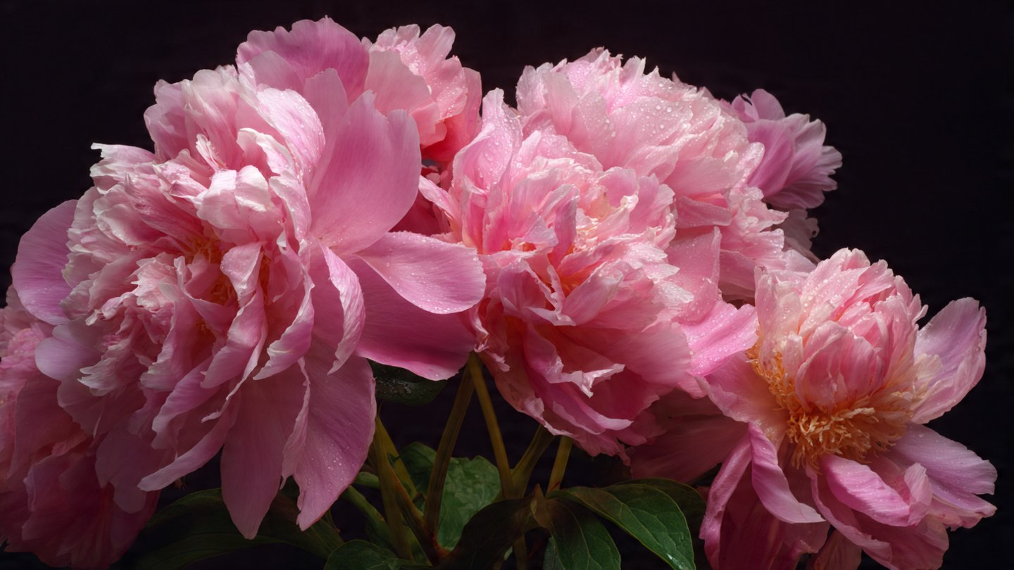 Unlocking the Mystery Behind Massive Peony Blooms Without Support