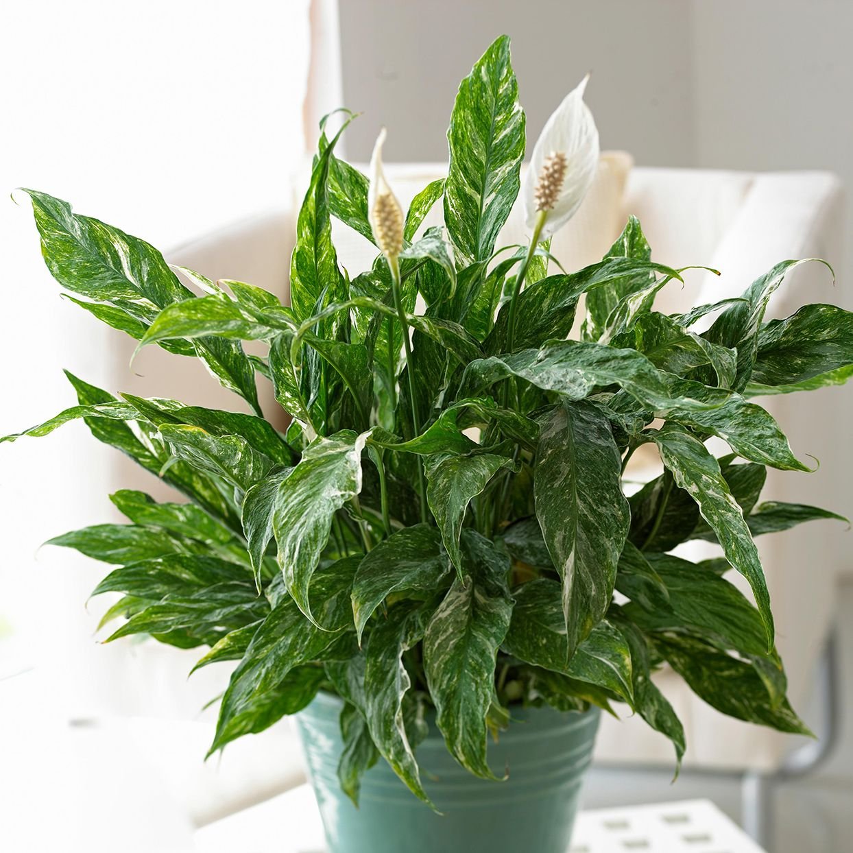 22 Proven Tricks to Keep Your Peace Lily Healthy All Year Round