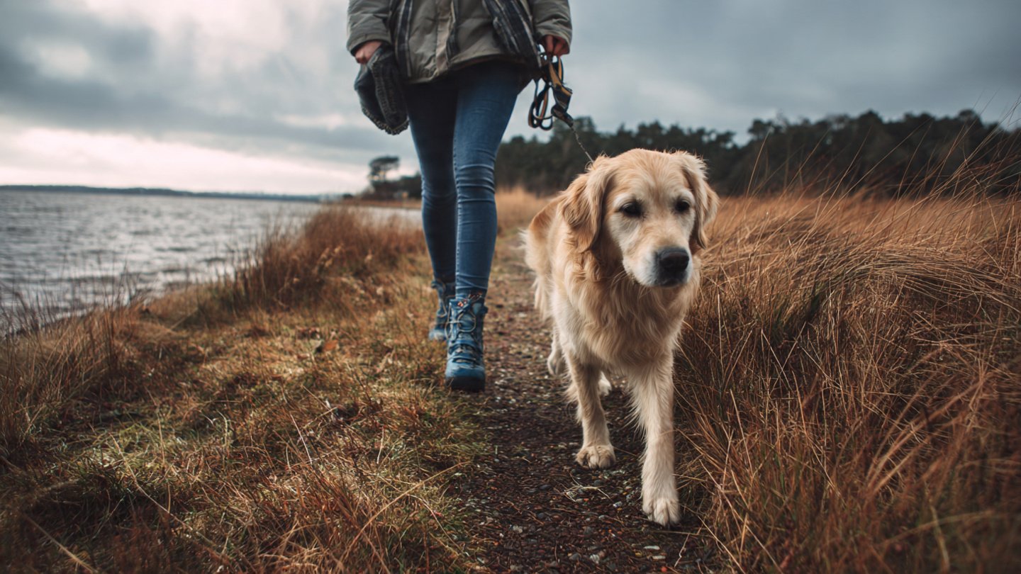 Pets Calm Down After Walks Exploring the Science Behind It
