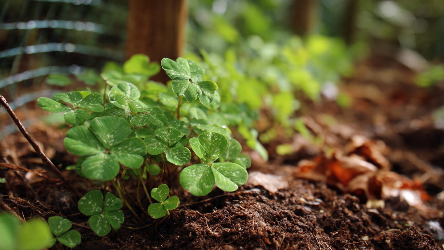 How Does Planting Clover Under Your Fruit Trees Boost Their Growth and Health?