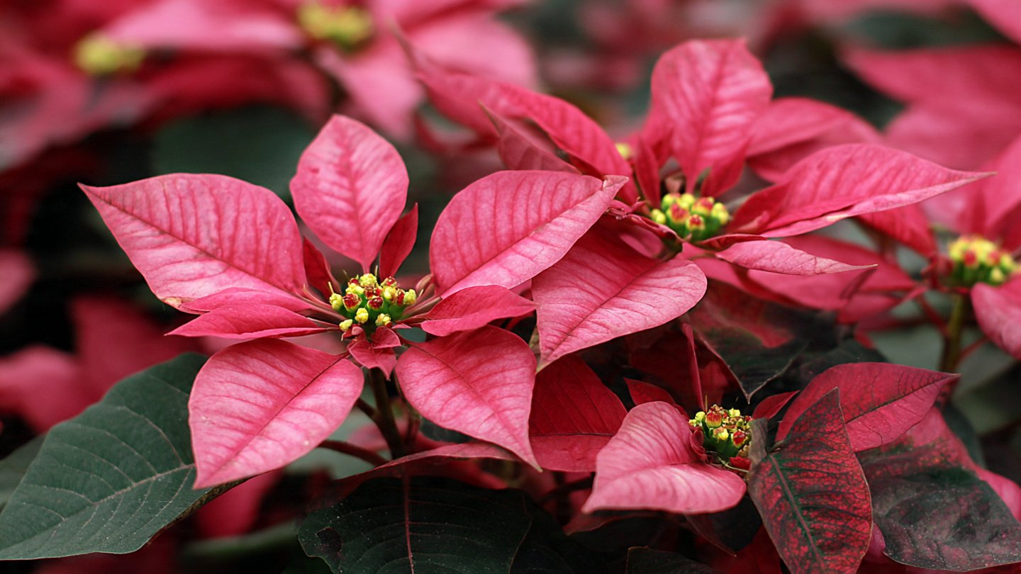 What Hidden Tips Can Help You Keep Poinsettias Thriving Long After Christmas?