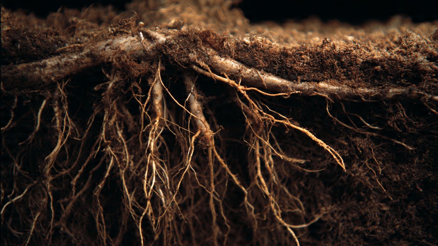 Why Does Cutting Angle Affect Root Growth in Unexpected Ways?