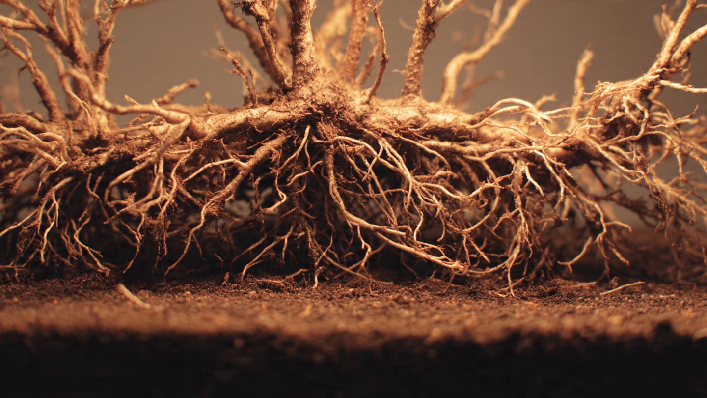 Why Does Cutting Angle Affect Root Growth in Unexpected Ways?
