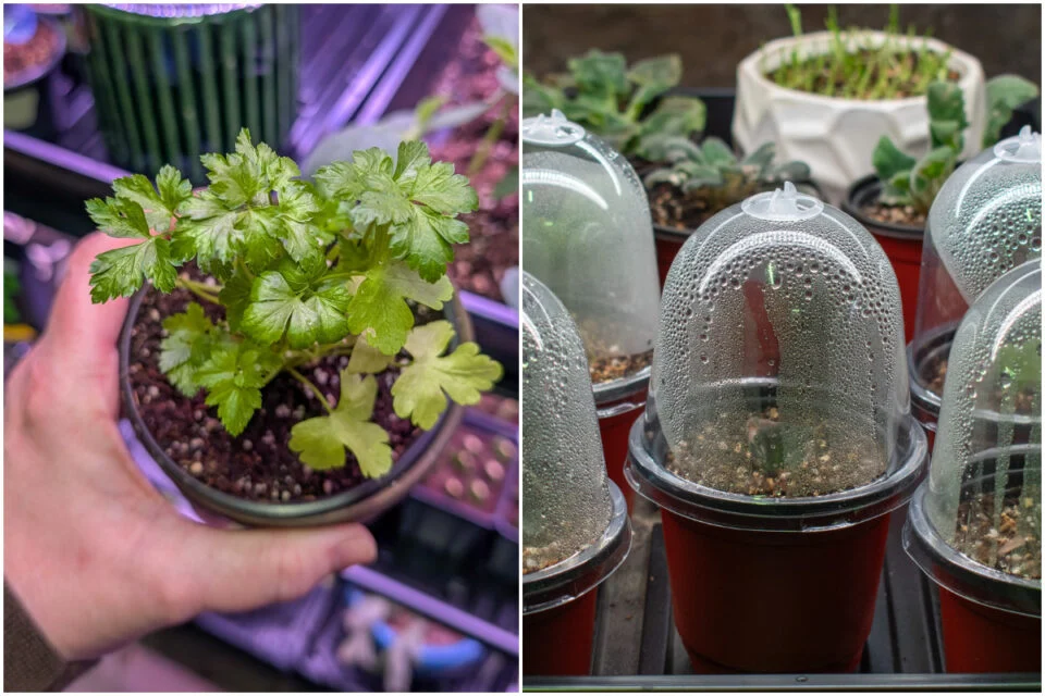 21 Slow-Germinating Seeds & How to Get Them Started