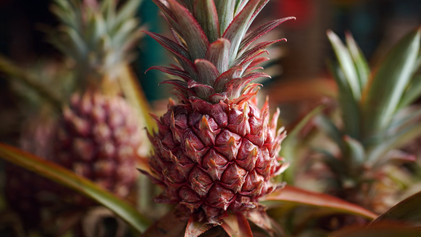 How Can You Successfully Grow a Pineapple from the Crown of a Store Bought Fruit?