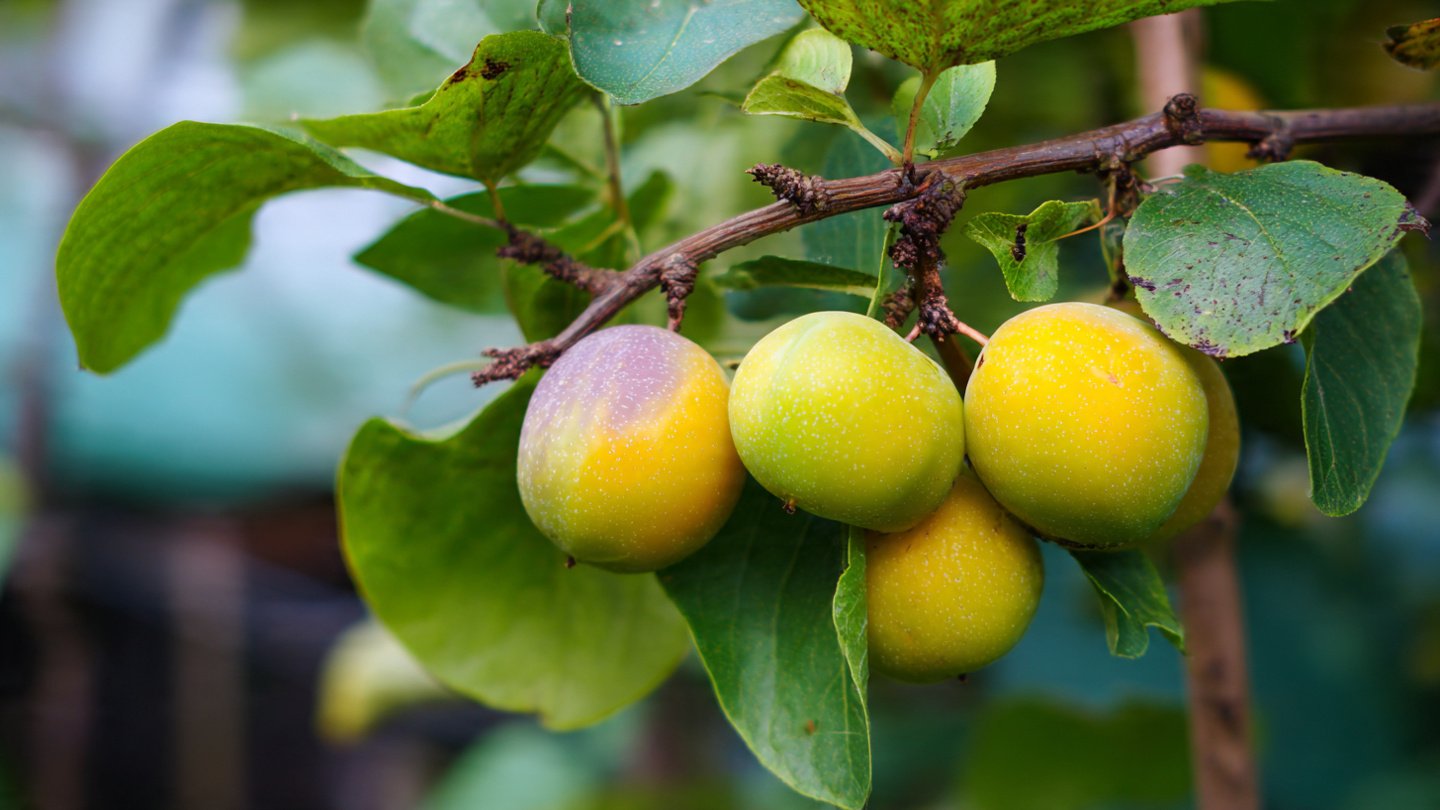 How Can You Successfully Harvest Five Different Fruits From One Multi Graft Tree?