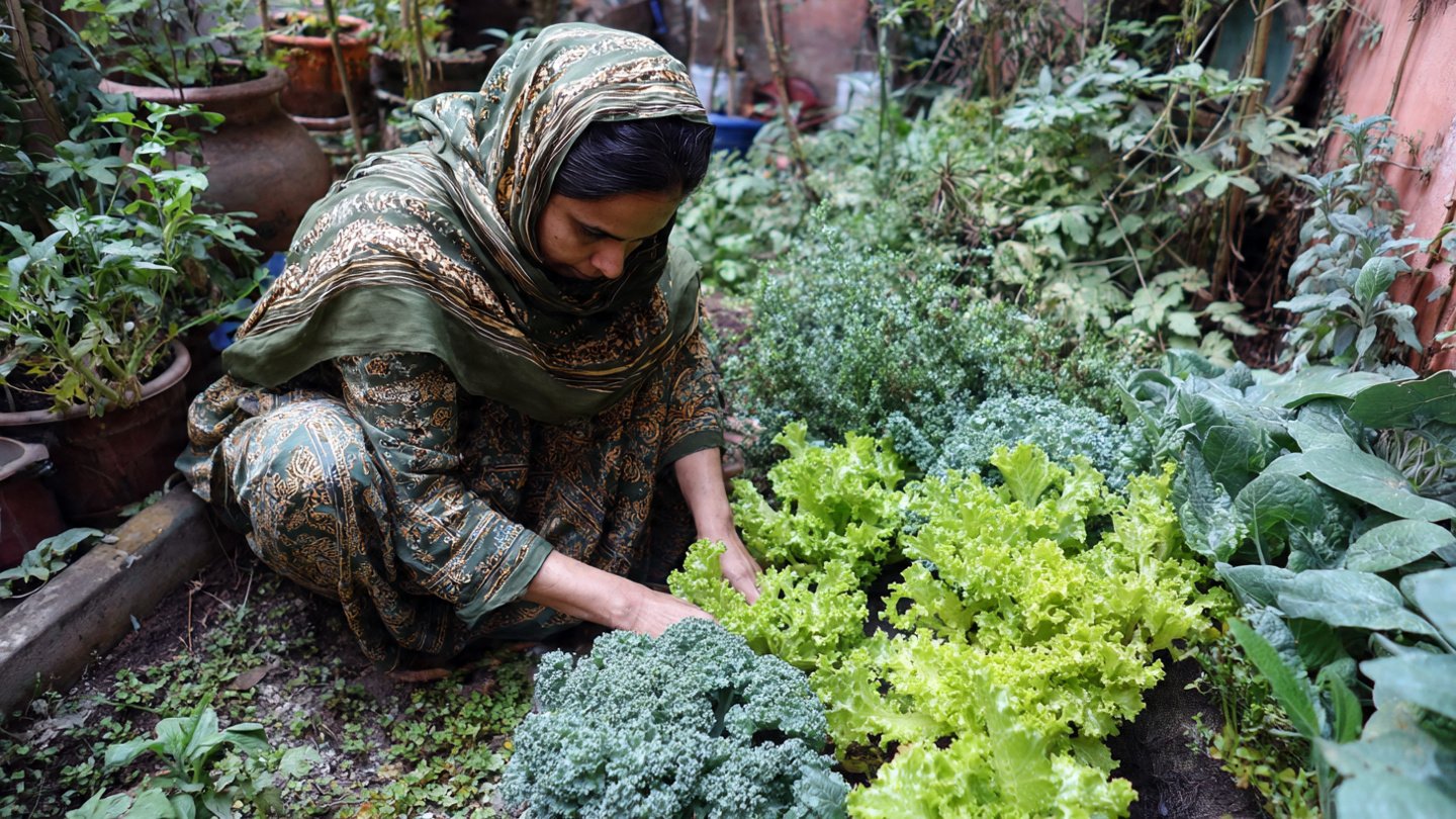 Uncovering the Surprising Factors Behind Stunted Growth in Kitchen Gardens
