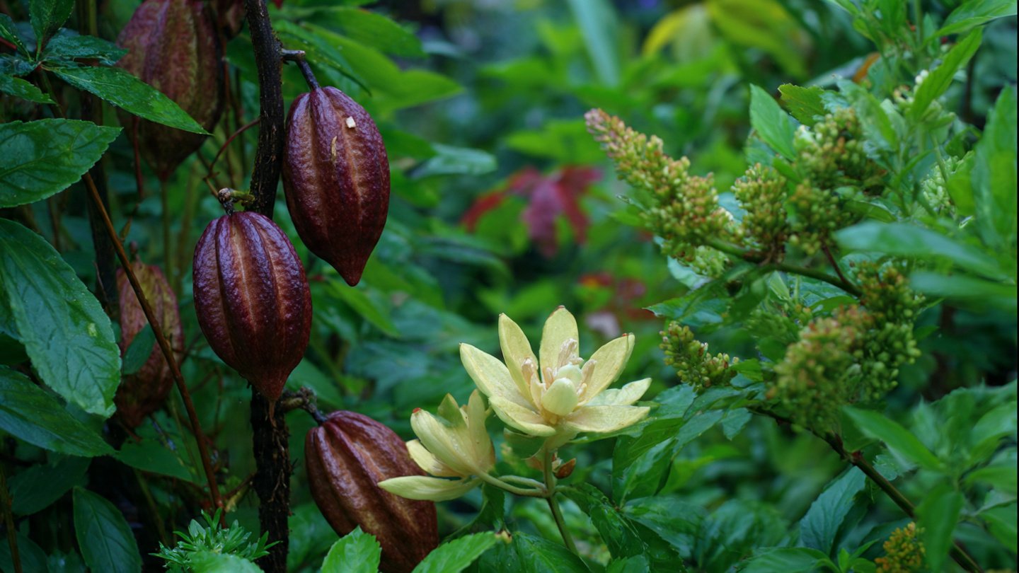 How Can You Create a Chocolate Scented Garden With These Three Plants?