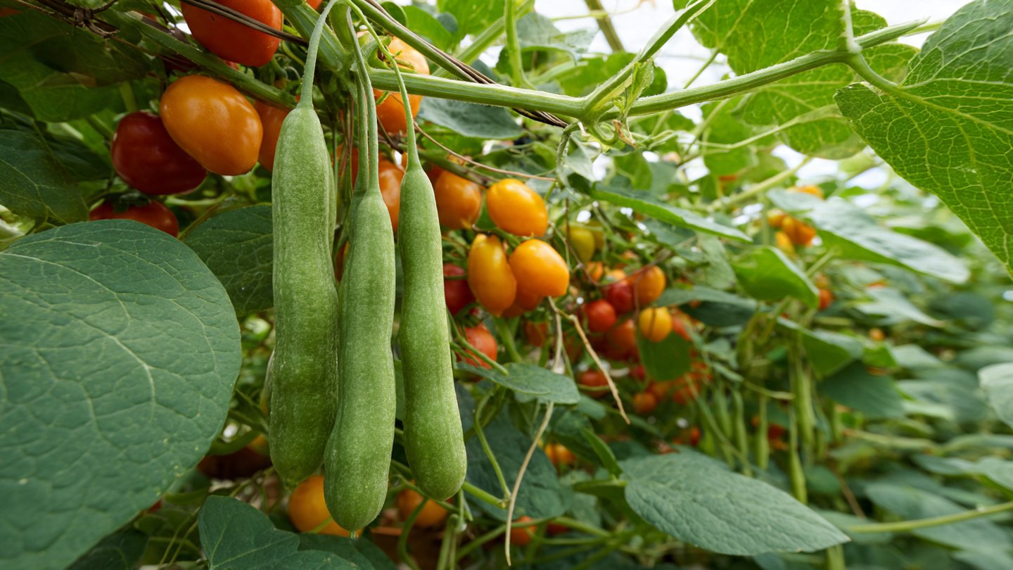 Understanding the Delays in Your Kitchen Garden Growth