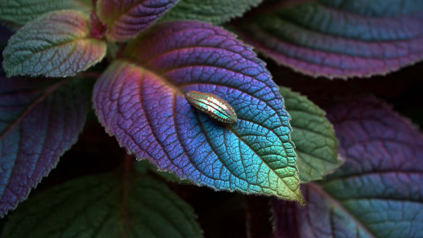 What Causes the Flower Leaf to Change Color Like a Mood Ring?