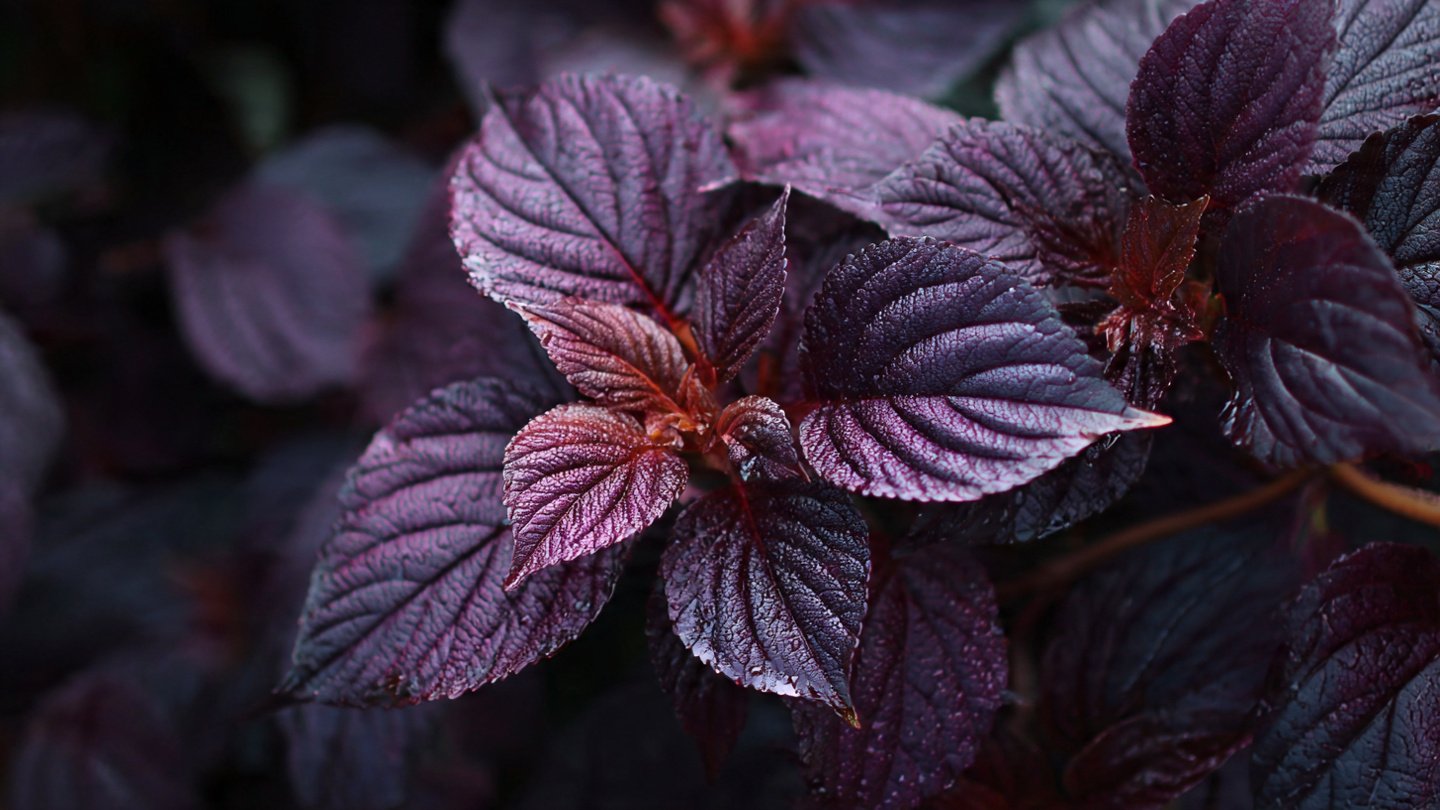 Why Dark Purple Foliage Is Trending in Urban Gardens