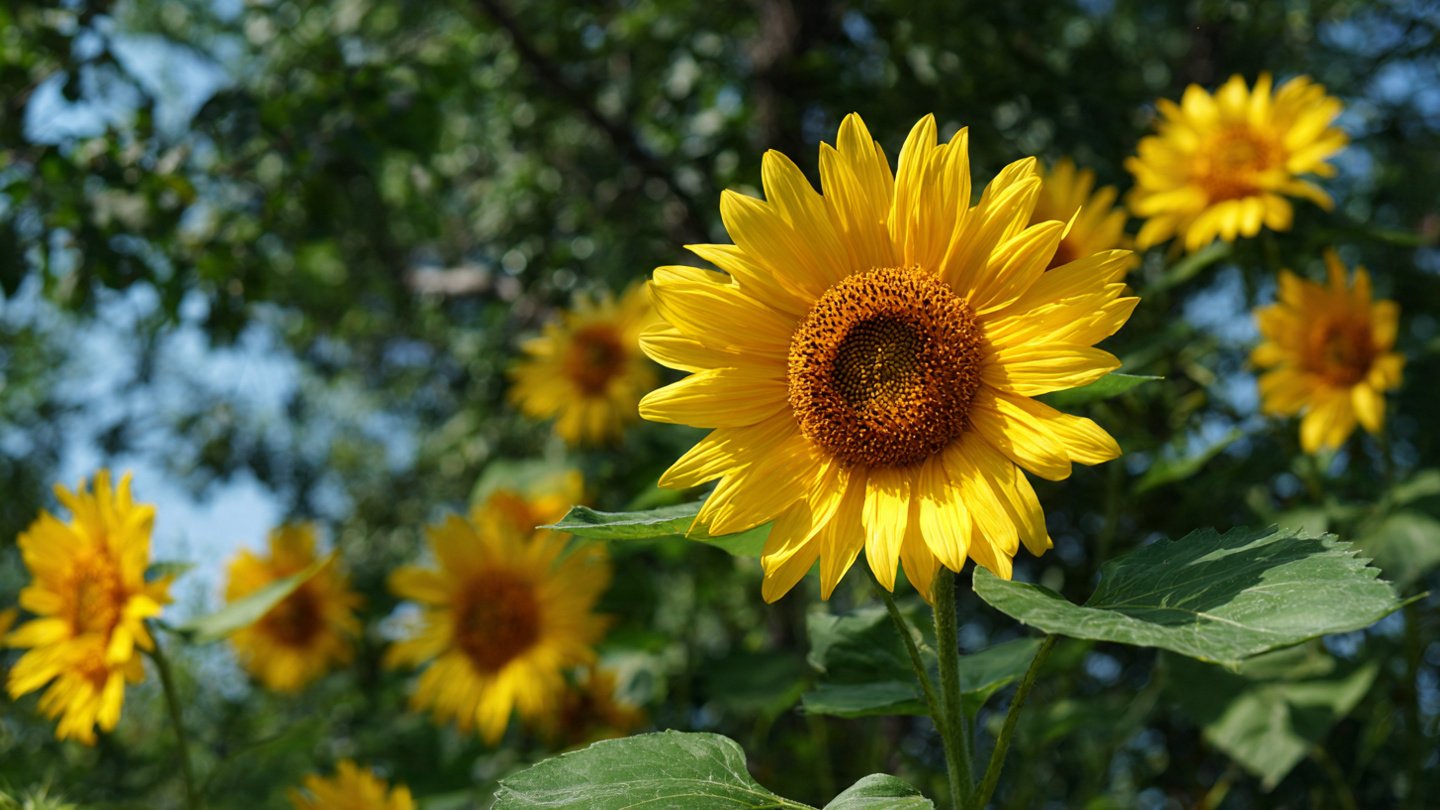 Why Planting Sunflowers at Your Property’s Edge Is a Smart Idea