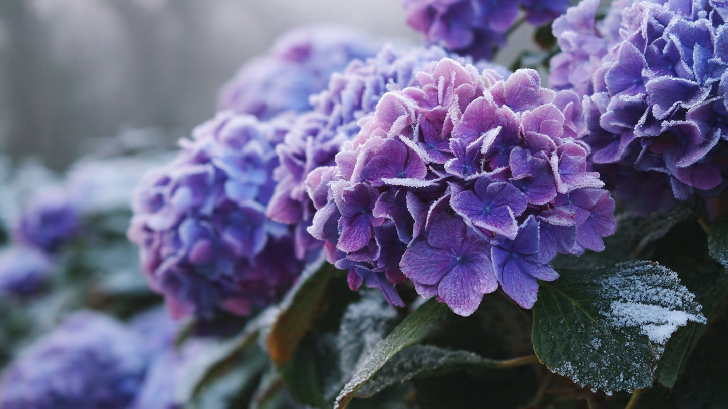 Why Should You Avoid Winter Pruning for Hydrangeas